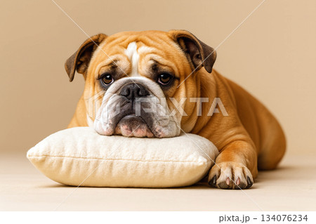 cute french bulldog puppy sleeping on the floor 134076234
