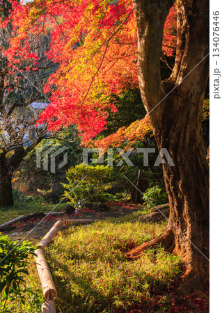 紅葉見頃な熱海梅園 134076446