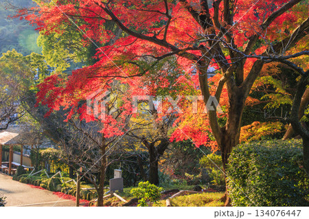 紅葉見頃な熱海梅園 134076447