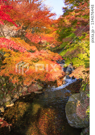 紅葉見頃な熱海梅園 134076448