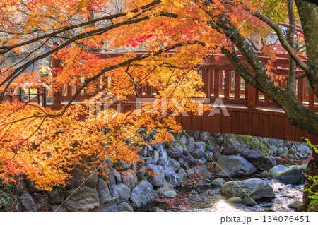 紅葉見頃な熱海梅園 紅葉見頃な熱海梅園 134076451