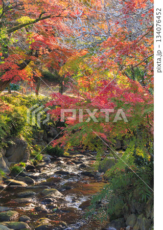 紅葉見頃な熱海梅園 紅葉見頃な熱海梅園 134076452