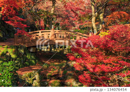紅葉見頃な熱海梅園 紅葉見頃な熱海梅園 134076454