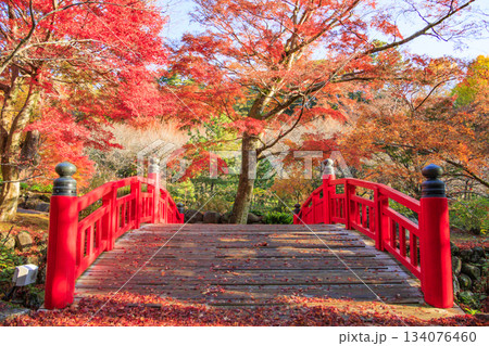 紅葉見頃な熱海梅園 紅葉見頃な熱海梅園 134076460