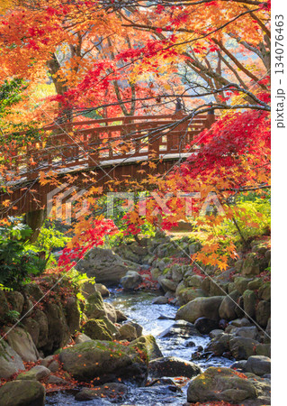 紅葉見頃な熱海梅園 紅葉見頃な熱海梅園 134076463