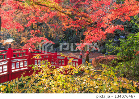 紅葉見頃な熱海梅園 134076467
