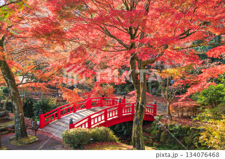 紅葉見頃な熱海梅園 134076468