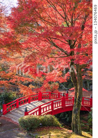 紅葉見頃な熱海梅園 紅葉見頃な熱海梅園 134076469