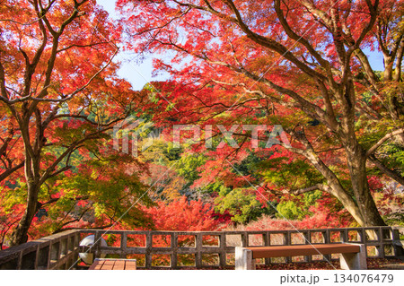 紅葉見頃な熱海梅園 134076479