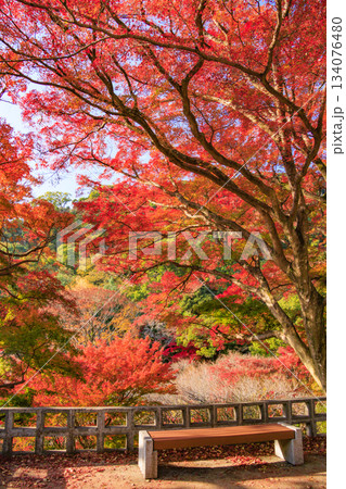 紅葉見頃な熱海梅園 紅葉見頃な熱海梅園 134076480