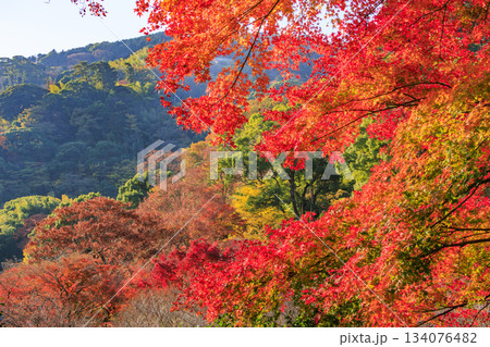 紅葉見頃な熱海梅園 134076482