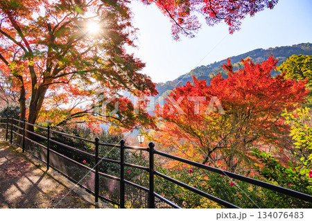 紅葉見頃な熱海梅園 134076483