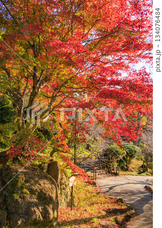 紅葉見頃な熱海梅園 紅葉見頃な熱海梅園 134076484