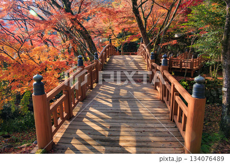 紅葉見頃な熱海梅園 134076489