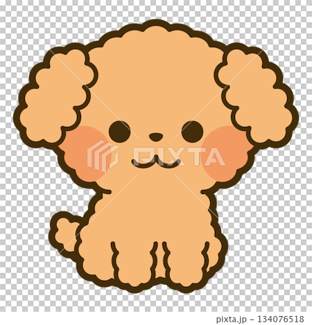 Toy poodle sitting Toy poodle sitting 134076518