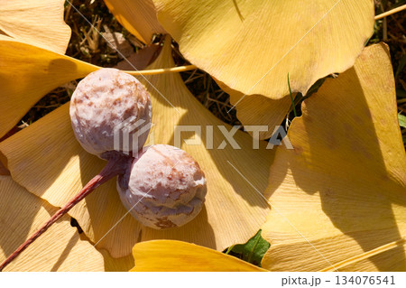 イチョウの葉とギンナンのテクスチャ 134076541