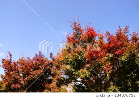 青空に映える映える紅葉 134076755