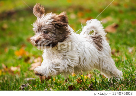 Fluffy Havanese puppy running playfully on green grass with autumn leaves in a park 134076808