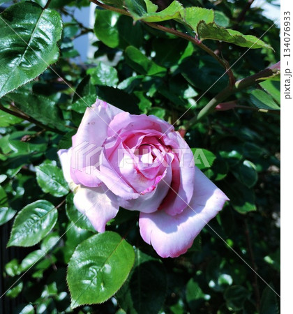 ブルームーン 134076933