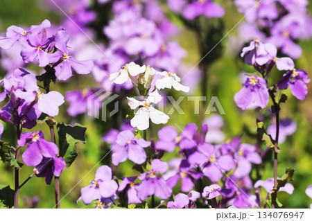 ムラサキハナナの花(白花) ムラサキハナナの花(白花) 134076947