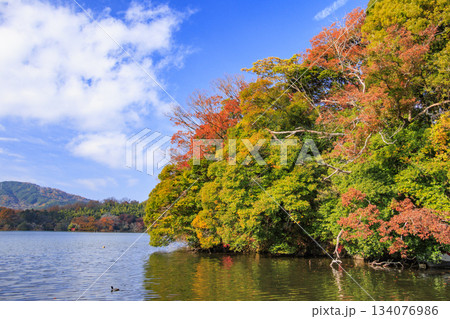 紅葉見頃な一碧湖 紅葉見頃な一碧湖 134076986