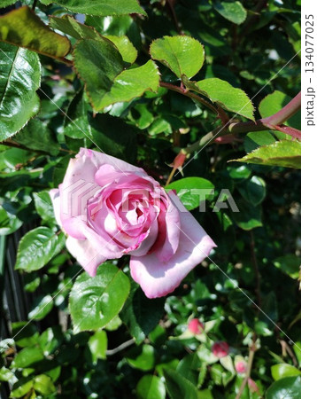 ブルームーン 134077025