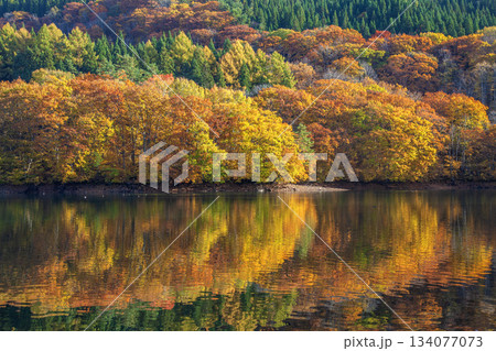紅葉の蔵王鴫の谷地沼 134077073