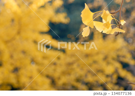黄色い背景に映えるイチョウの木の枝と葉 134077136