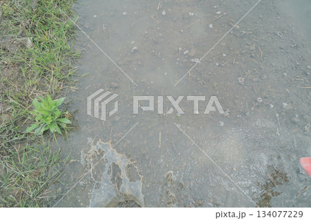 Agriculture 134077229