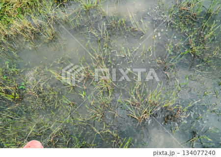 Agriculture 134077240