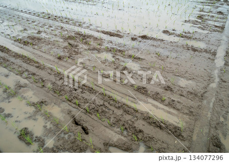 Agriculture Agriculture 134077296