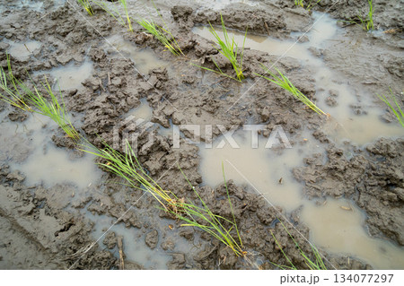 Agriculture Agriculture 134077297