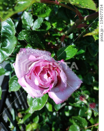 ブルームーン 134077354