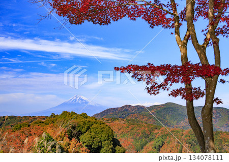 紅葉見頃な伊豆修善寺もみじ林 紅葉見頃な伊豆修善寺もみじ林 134078111