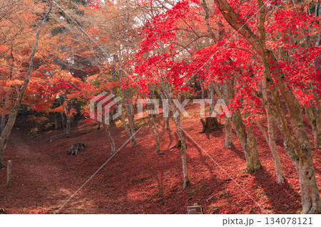 紅葉見頃な伊豆修善寺もみじ林 134078121