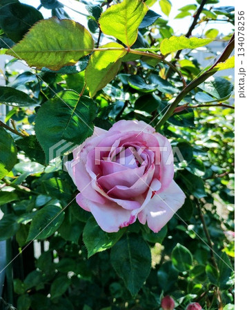 ブルームーン 134078256