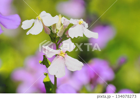 ムラサキハナナの花（白花） 134078273