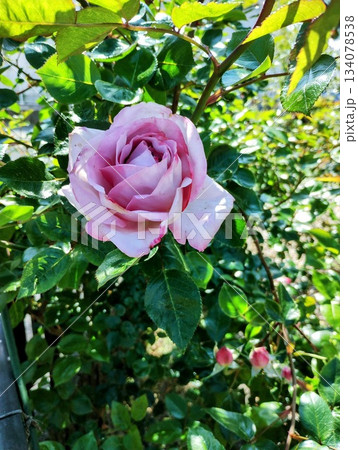 ブルームーン 134078538