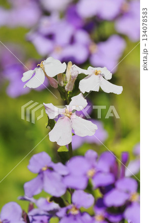 ムラサキハナナの花（白花） 134078583