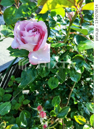 ブルームーン 134078634