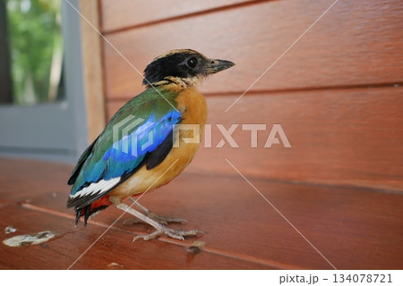 Colorful beautiful Blue-winged Pitta (Pitta moluccensis) on the old wooden floor Colorful beautiful Blue-winged Pitta (Pitta moluccensis) on the old wooden floor 134078721
