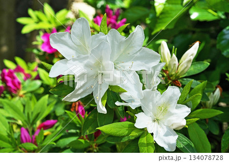 白いツツジの花(春、四月) 白いツツジの花(春、四月) 134078728