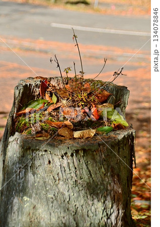 朽ちた切り株を飾る落ち葉と木の芽 134078846