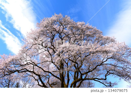 鉢形城の桜　氏邦桜 （ 埼玉県寄居町 ） 134079075