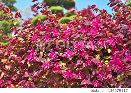 赤いトキワマンサクの花（春、四月） 134079117