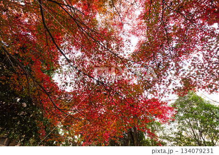 色鮮やかに染まる紅葉の葉(明石城公園・秋の背景素材) 色鮮やかに染まる紅葉の葉(明石城公園・秋の背景素材) 134079231