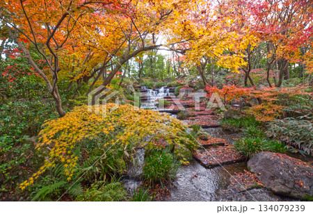 紅葉に包まれた庭園の滝（好古園・秋の風景） 134079239