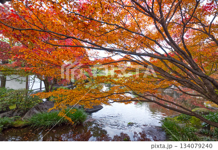 池に映る鮮やかな紅葉（好古園・秋の彩り） 134079240