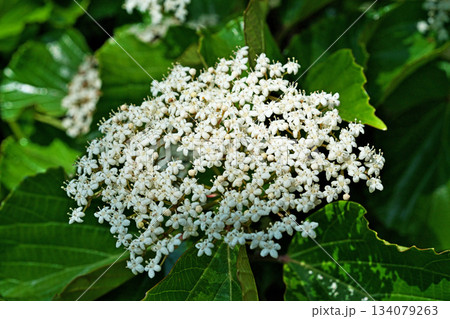 白いハクサンボクの花（春、四月） 134079263