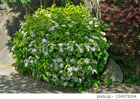 白いハクサンボクの花（春、四月） 134079264